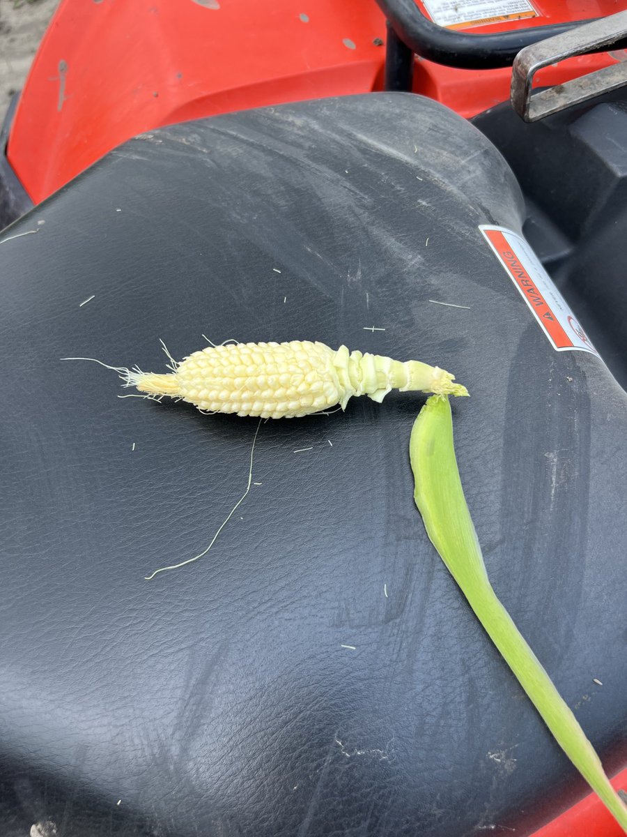 Seeming some arrested ears in certain fields. These fields had no herbicide or fungicide applied between V5 &amp; R1. Likely cause is a wind event just prior to tassel. Learned about this phenomenon from a post from <a href="/micksterbrau/">John Mick</a> last year.