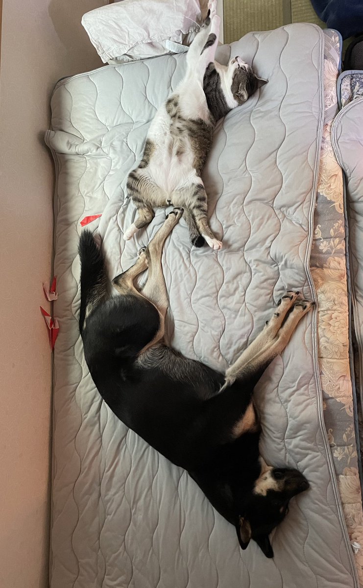 エアコンの効いた布団の上で仲良く寝てるかわいこちゃんたち