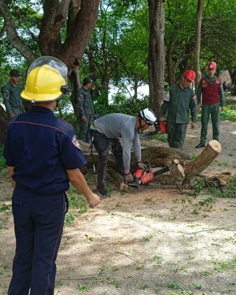 BomberosDelta22's tweet photo. Se realizó una prevención y seguridad con motivo a una poda y corte de cuatros Árboles de especie un mango, un almendron, un  flaboyan dorado en la calle Principal de la comunidad de San Rafael #Tucupita.
#21Jul 
#LaPrevenciónEsLaClave https://t.co/up7oLy7t00