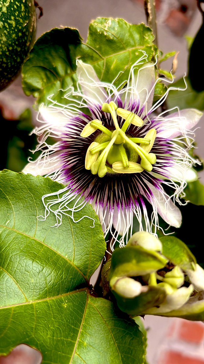 Buenas tardes #passiflora 💜💚🤍💛