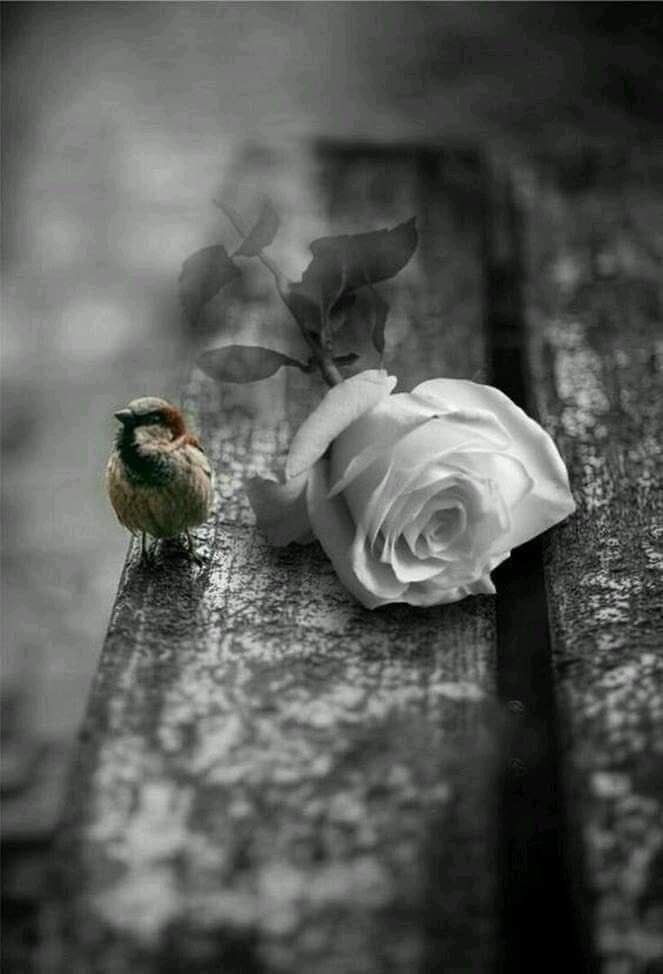 لا تكن مهتمًا كثيرًا …. فبعض القلوب لا تشعر .
💔