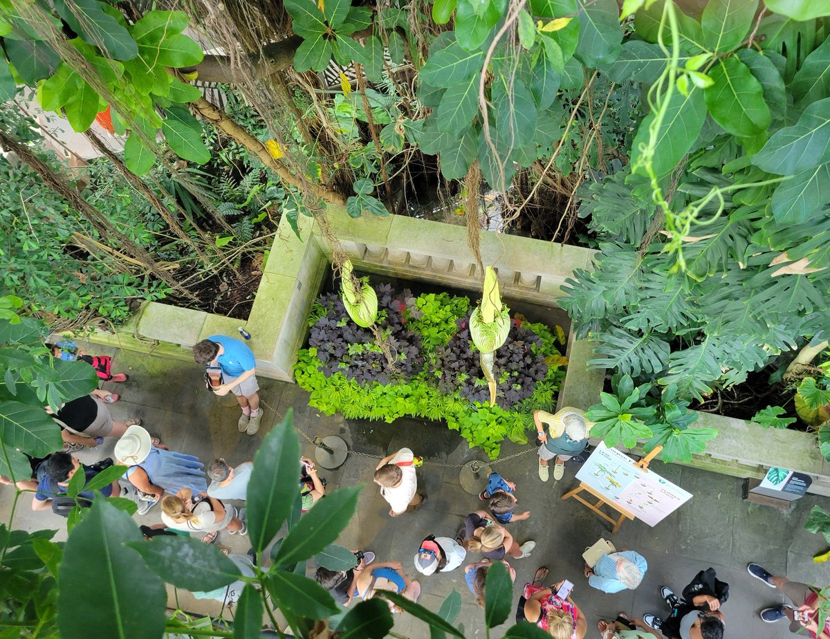 runSue19's tweet photo. The watch continues... #corpseflower #usbotanicgarden #nodice #mydc #mydccool https://t.co/fQN0MKVf6M