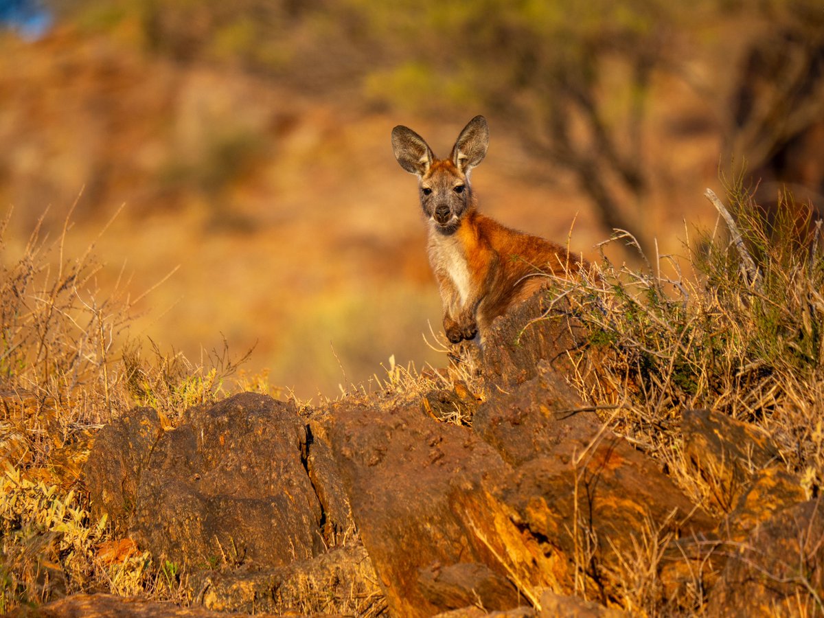 kangaroosalive's tweet photo. Do you live near a place where kangaroos roam freely?
Host a regular Walk &amp; Talk, or just 1 on World Kangaroo Day.
More information here- https://t.co/HgmZrOTb5h
Photo:Diego Butera
#worldkangarooday #worldkangaroodayoct24 #worldkangarooday2024 #kangaroo #kangaroos #kangaroosalive https://t.co/mFn9al6iZE