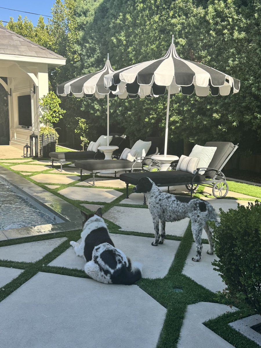 DrMarthaGulati's tweet image. They match the decor so I guess they can stay! #BinkleyLove #CocoLoco 

The good thing about the flight cancellation was I got to be home with them this weekend and swim nonstop!
@DBelardoMD @netta_doc @PPirlamarla_MD @dranulala @AndrewJSauer @robmentz