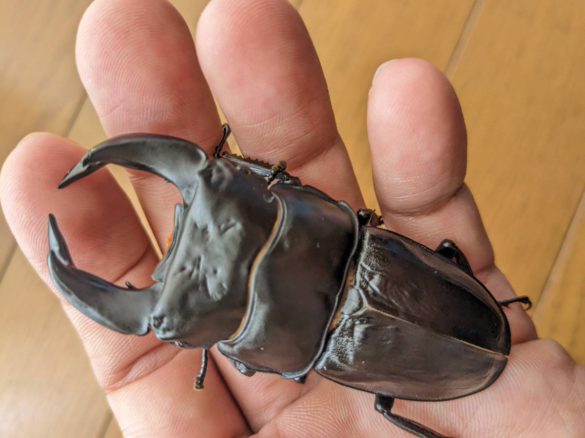 譲渡済。ありがとうございました。