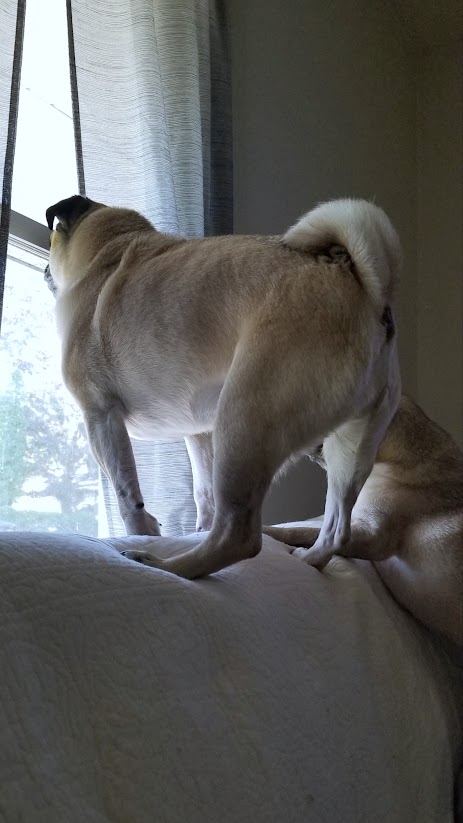 LiamWonderPug's tweet photo. There's a big deer making the rounds in John's yard, Jack.
#kravitzreport #SundayNews #pugs #DogsonX 🦌 https://t.co/Mzivlbz71X