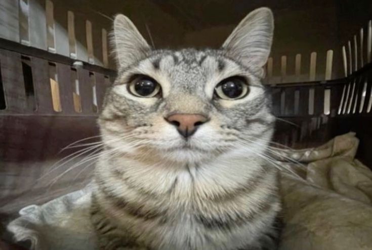 Ustedes se consideran atractivos?