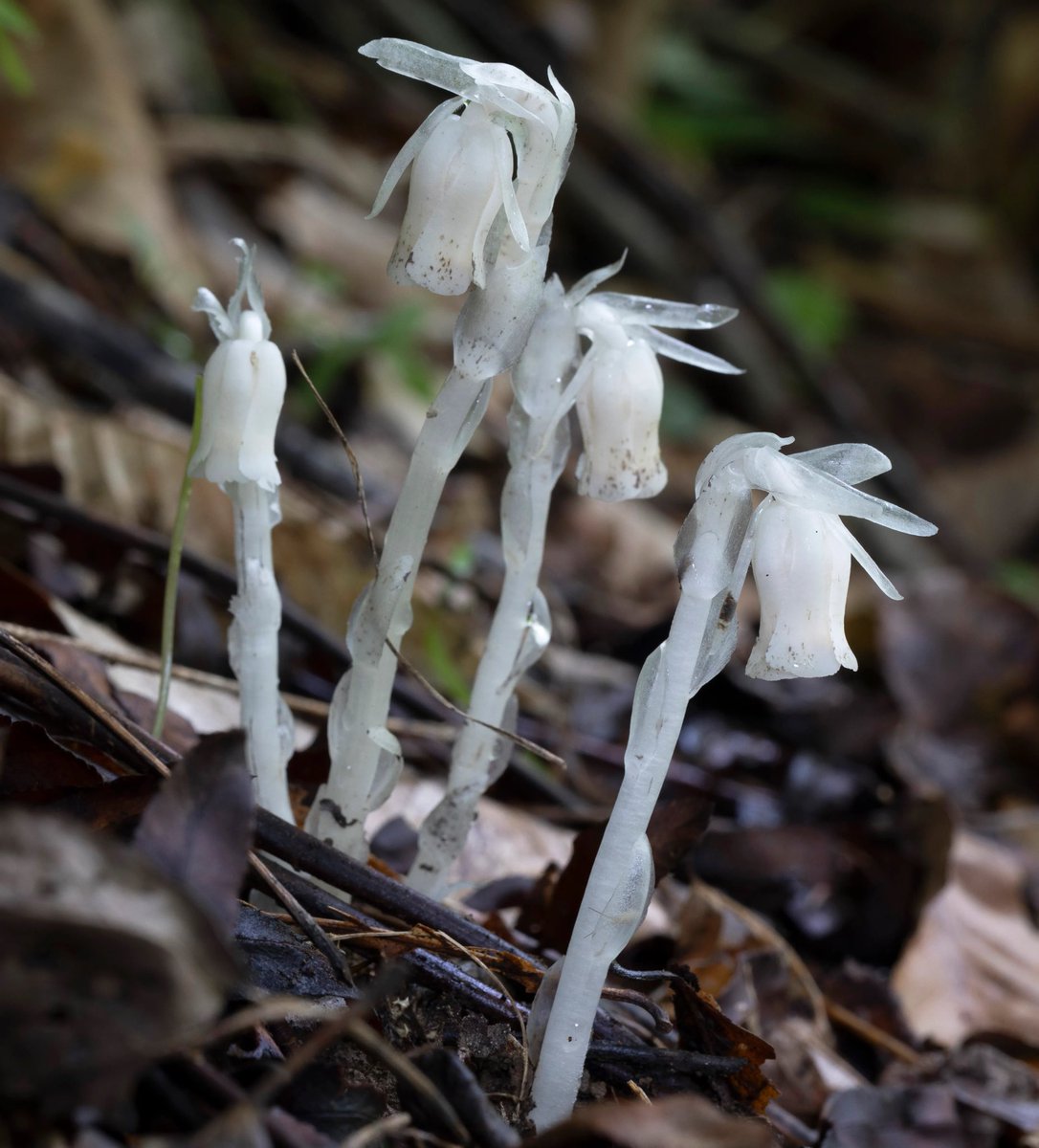 OldHollowTree's tweet photo. People say a ghost pipe tincture will cure your anxiety but the truth is it will already have been cured when you were walking around the woods searching for the ghost pipes.
The key to the treasure is the treasure. https://t.co/Mr8ZoS4SVM