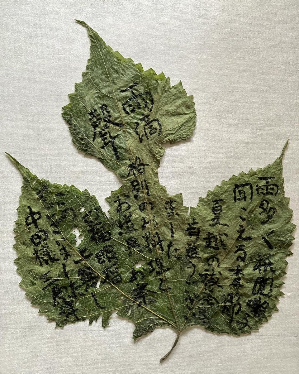 PaprikaGirl_JP's tweet photo. A "hagaki" (葉書) is translated as a "postcard," but did you know it was once actually a message written on a leaf - the literal translation? It was meant to flatter the temporary nature of the message. For this reason, people would write love letters and poetry on leaves. 
You can still do this, of course, for musings and scribbles, or as tea ceremony gifts, like this.