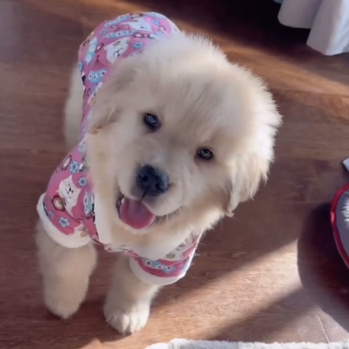 takemybear 🐶 tweet media