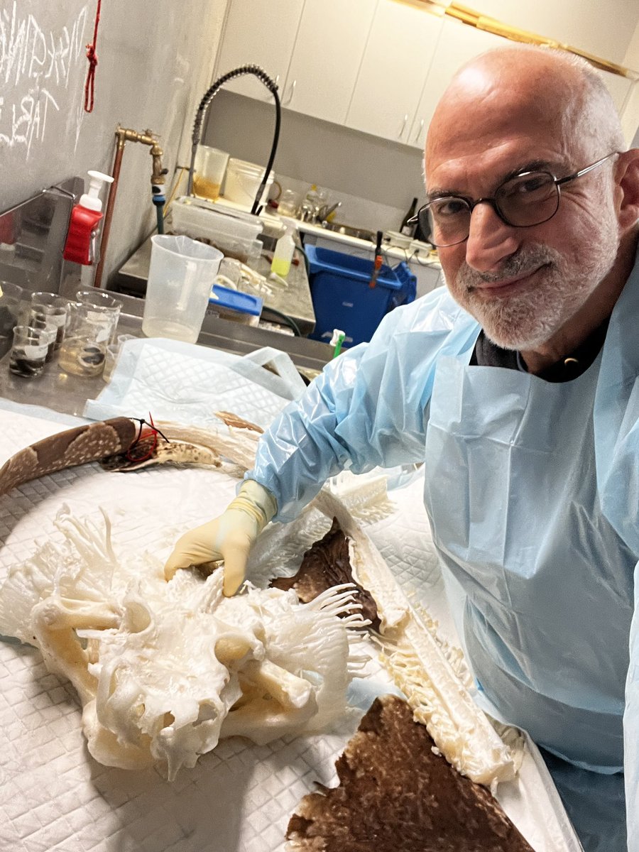 Elasmo-Morph tweet media