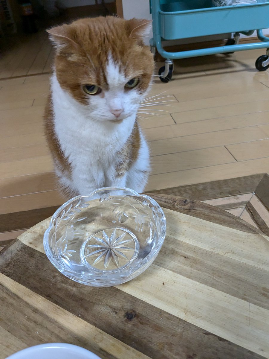 tomifukucat's tweet photo. 今日の点滴イヤイヤで初めてシャーゆーた🥲 https://t.co/Muu9VVixT7