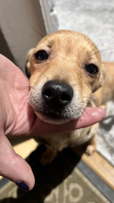 Hoy, D&iacute;a Mundial del Perro, llegaron a mi vida estas dos muchachas. Una viejita, una bebita. Ahora entre