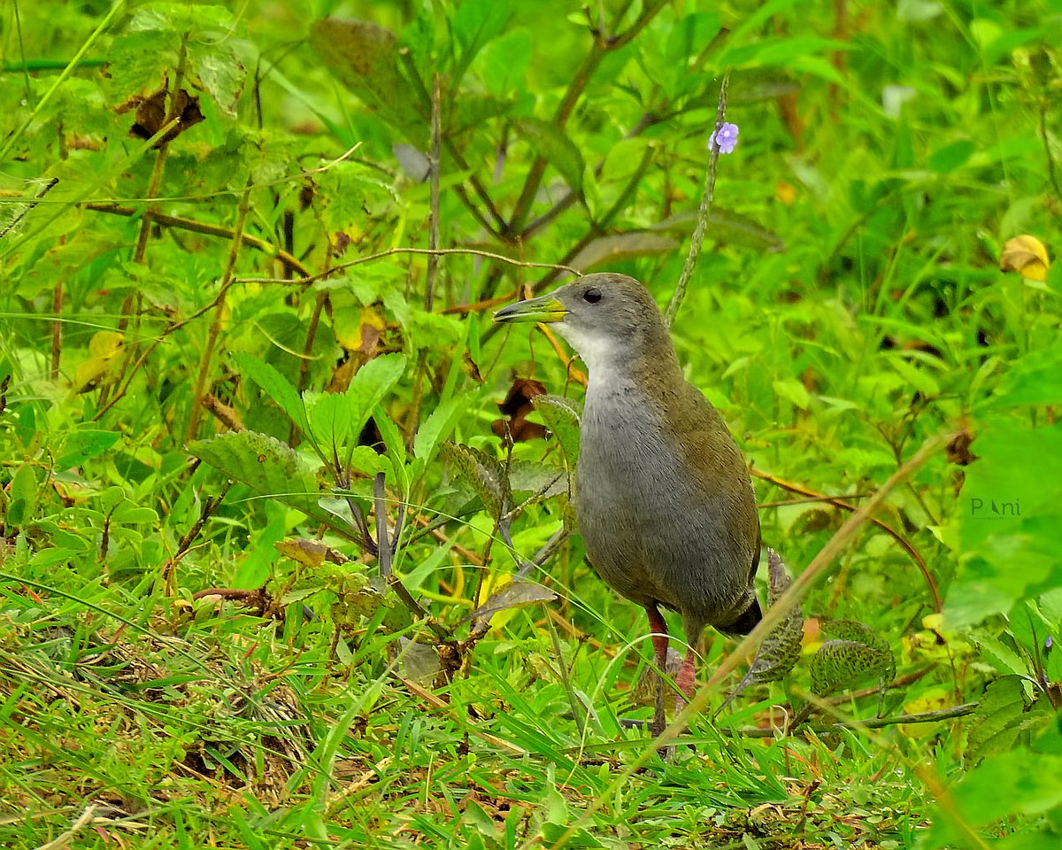 paneendraba's tweet image. Brown Crake

Its brown plumage provides excellent camouflage in its wetland habitat. Known for its secretive nature, often hiding in dense vegetation.

@IndiAves  @Avibase 

#browncrake
#crake
#waterbird
#birdsoftwitter
#birdphotography
#naturephotography
#birdwatching