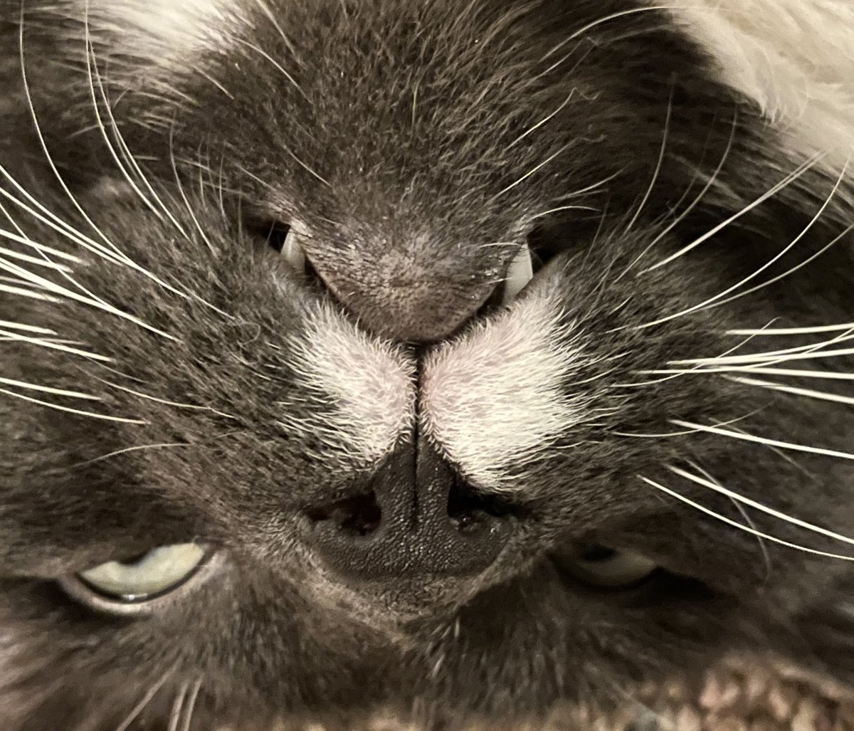 runswstilettos's tweet photo. Teef. #cat #cats #tuxedocats #fangs #teef #toofs #pets #littlelions #rescuekitty #sheltercat #animalrescue #petadoption #love @LindseySlaterTV @ShouldHaveCat https://t.co/xEvWagbiCg