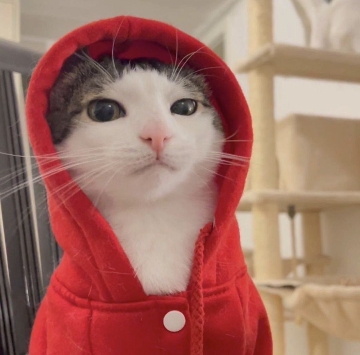 PunchingCat's tweet photo. chill af https://t.co/CqwcXWeuqw