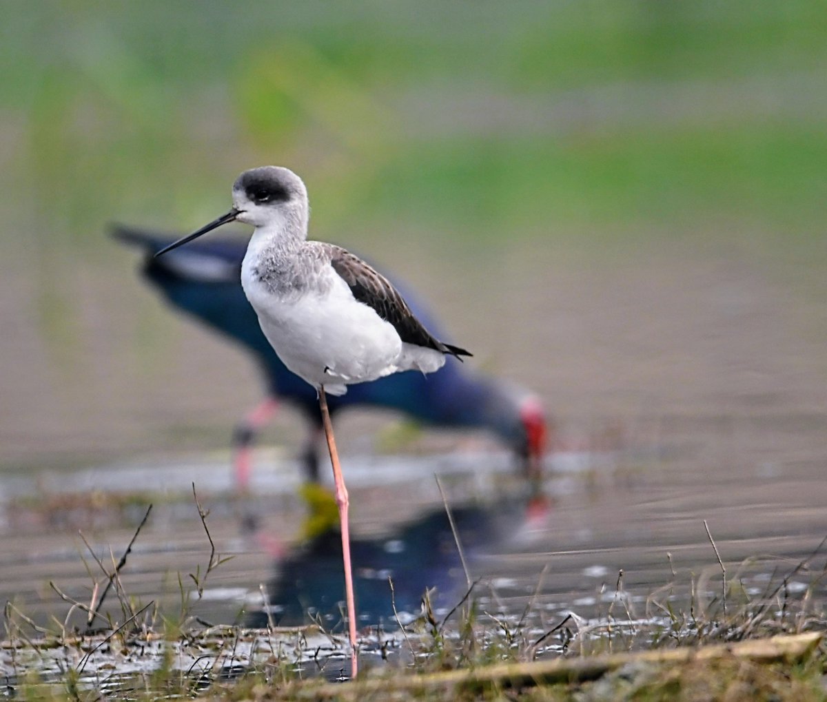 nirup_datta's tweet photo. Black winged stilt  with a purple swamphen in background 

Purbasthali 
India
January 2023
#nirupdatta #nikonz50 #natgeomyshot #discovery #nationalgeographic #kingfisher #wildlifephotography #natgeowild #discoverychannel #Stilt #blackwingedstilt #swamphen #Purbasthali #IndiAves https://t.co/rScRw36BM1