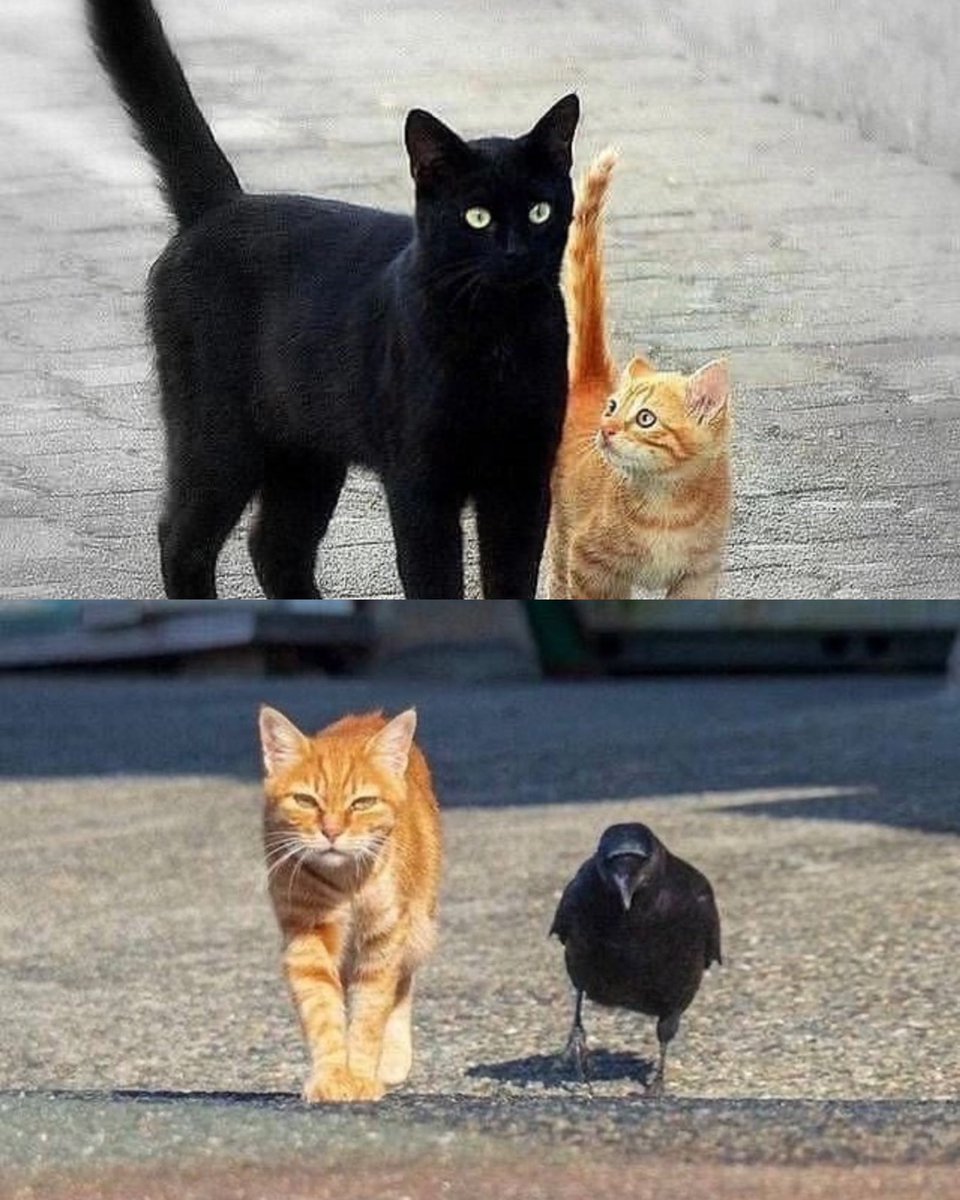 PunchingCat's tweet photo. the black cat has been reincarnated into a crow and has found the orange cat again to continue onto more adventures together https://t.co/Dr7myJgB9g