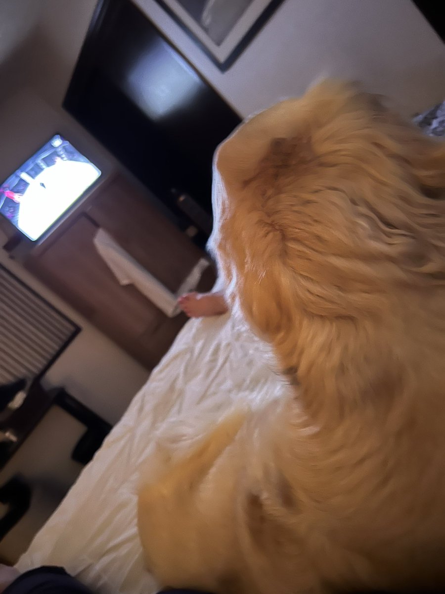 Someone was super excited to have me back home after the Estonia Latvija &amp; Finland trip! Actually, both Blondes were very happy to have back home! After 31 hrs of travel and next to no sleep, my bed felt epic! A couple of days rest are in order!