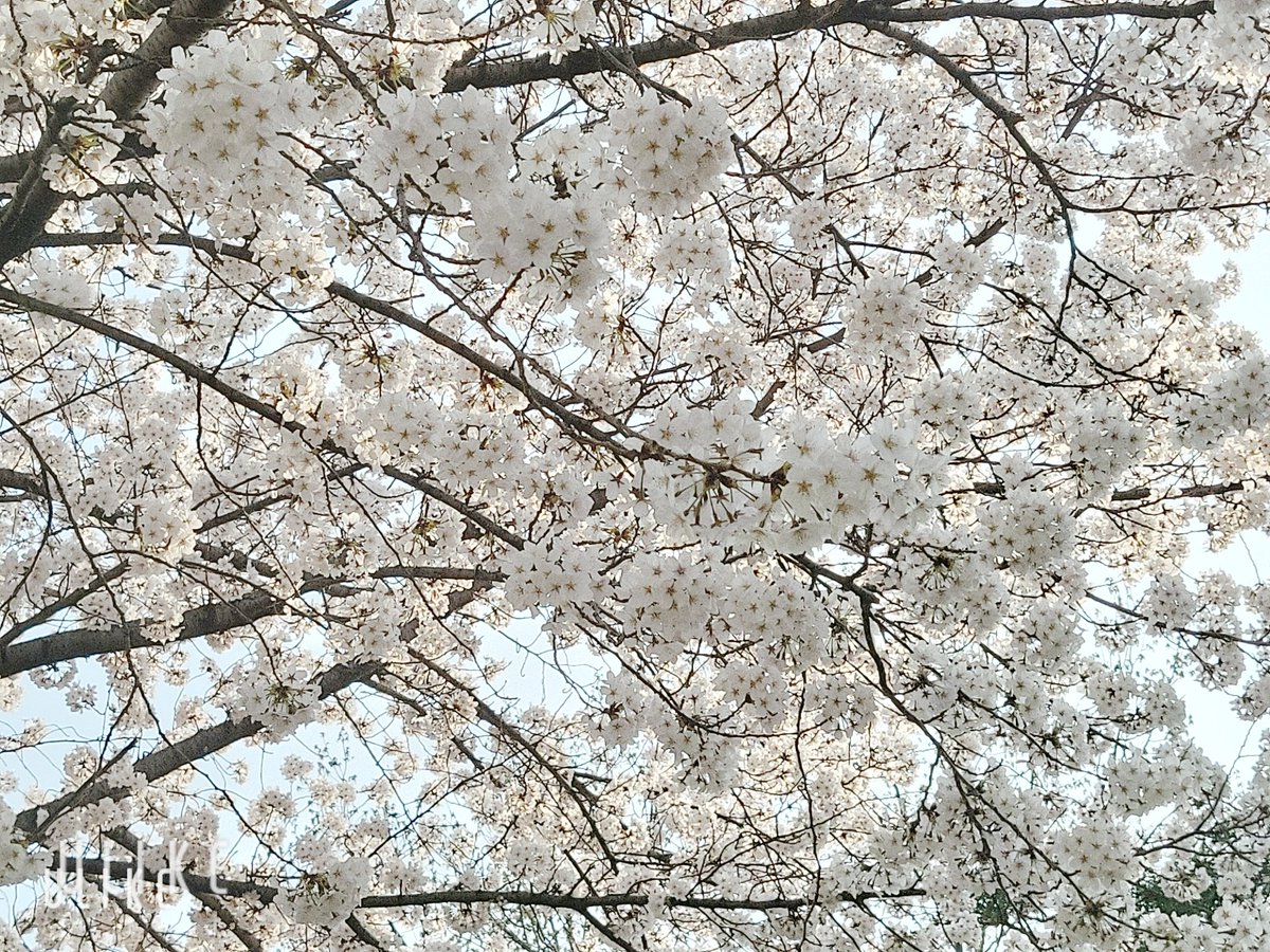 봄에 찍고 여름에 올리네 ;;;