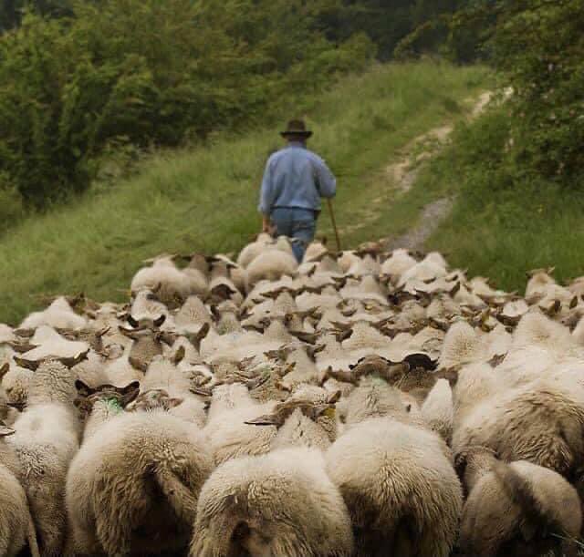 Pastor,

Lead God’s people!

Remember, that it was a committee’s majority (a 10-2 vote) that put God’s people in the wilderness, walking in circles for 40 years; and it was also a godly leader (Moses, then Joshua), who led them out of the wilderness and into the Promised Land.
