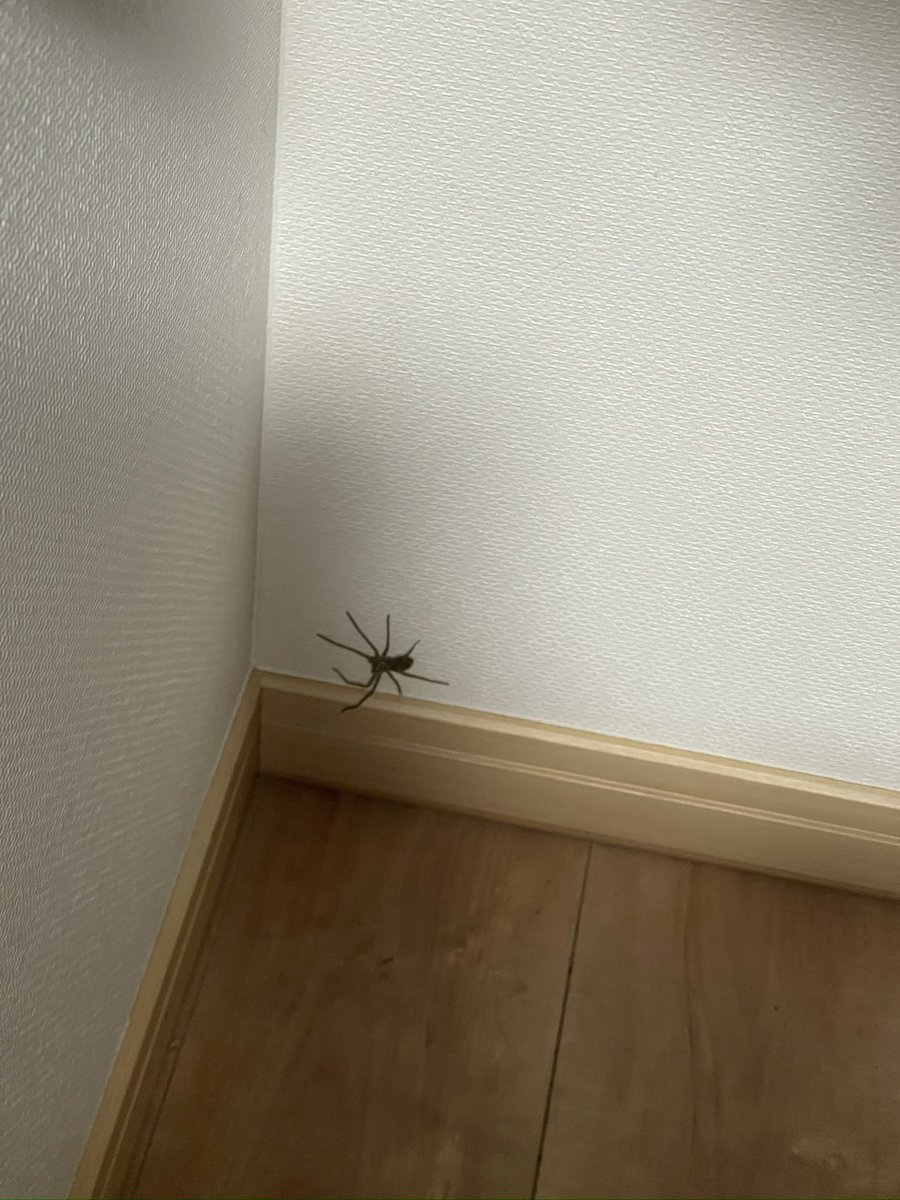 yoheyATC's tweet photo. 家にでかい蜘蛛が出たと思ったら軍曹さん(アシダカグモでした。
家の害虫駆除よろしくお願い致します🙏 https://t.co/ReXxmkwXxu