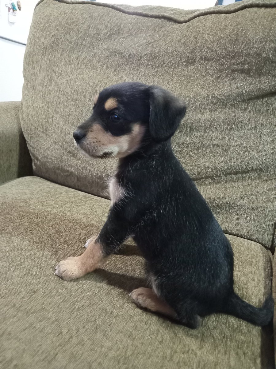 Una semanita con nuestra wawa Kali, vemos todas las noches el react de Gh<3 #Granhermano #GranhermanoCHV #tiomichoka