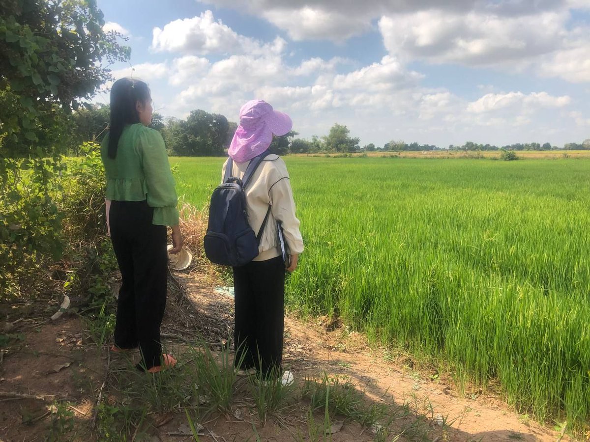 Farmers should be acknowledged and included in the co-creation of knowledge-practices. Recent research by Next-Gen scholars highlights sustainable rice production practices in Banteay Meanchey + Battambang provinces. Explore more at buff.ly/3W9MsnJ #SustainableFarming