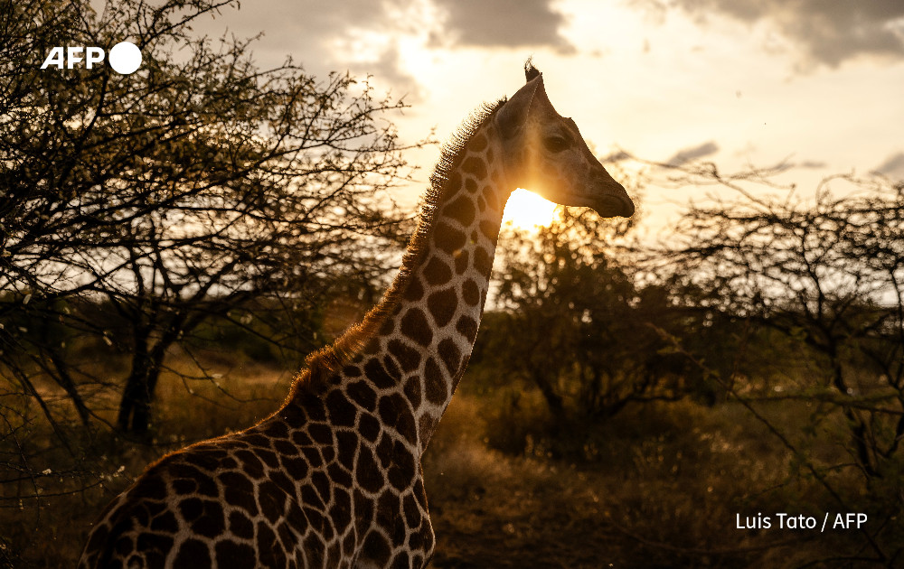 Giraffes have seen a dramatic decline in numbers in Kenya in recent decades, as a result of poaching and human encroachment on their habitats