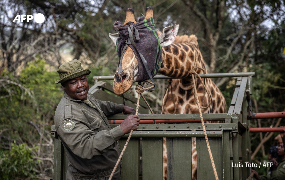 A giraffe is blindfolded and placed in a trailer during a translocation exercise for wild giraffes in a farm near Eldoret