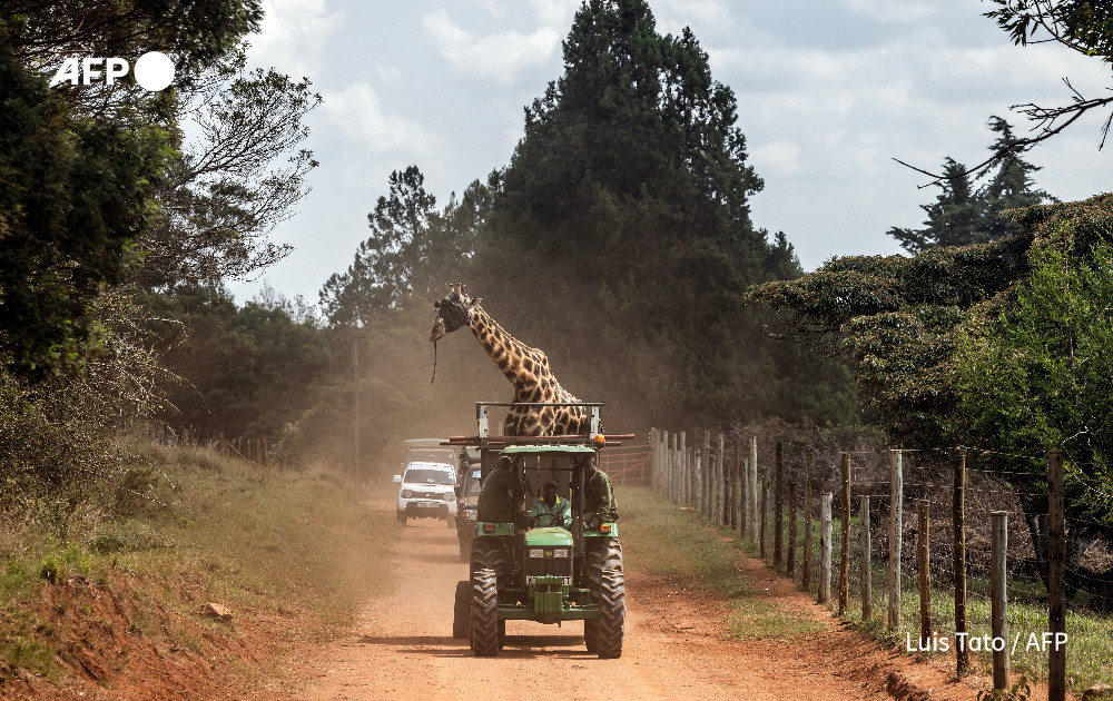 Members of the Kenya Wildlife Service (KWS) drive a tractor attached to a trailer containing a giraffe that has been blindfolded during a translocation exercise for wild giraffes in a farm near Eldoret
