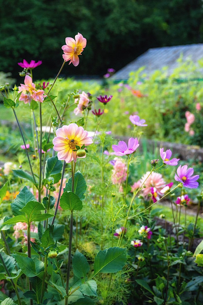 duhrtrier's tweet photo. War gestern Abend sehr traurig und bin noch rüber in den Garten. Mal schauen wann ich wieder in die Stadt komme zum Fotografieren.
Habt einen schönen Tag. https://t.co/QnjUWgNGFH