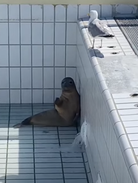 any advice On how to clean my Pool without disturbing the Nature?  this guy doesn't want to Leave....