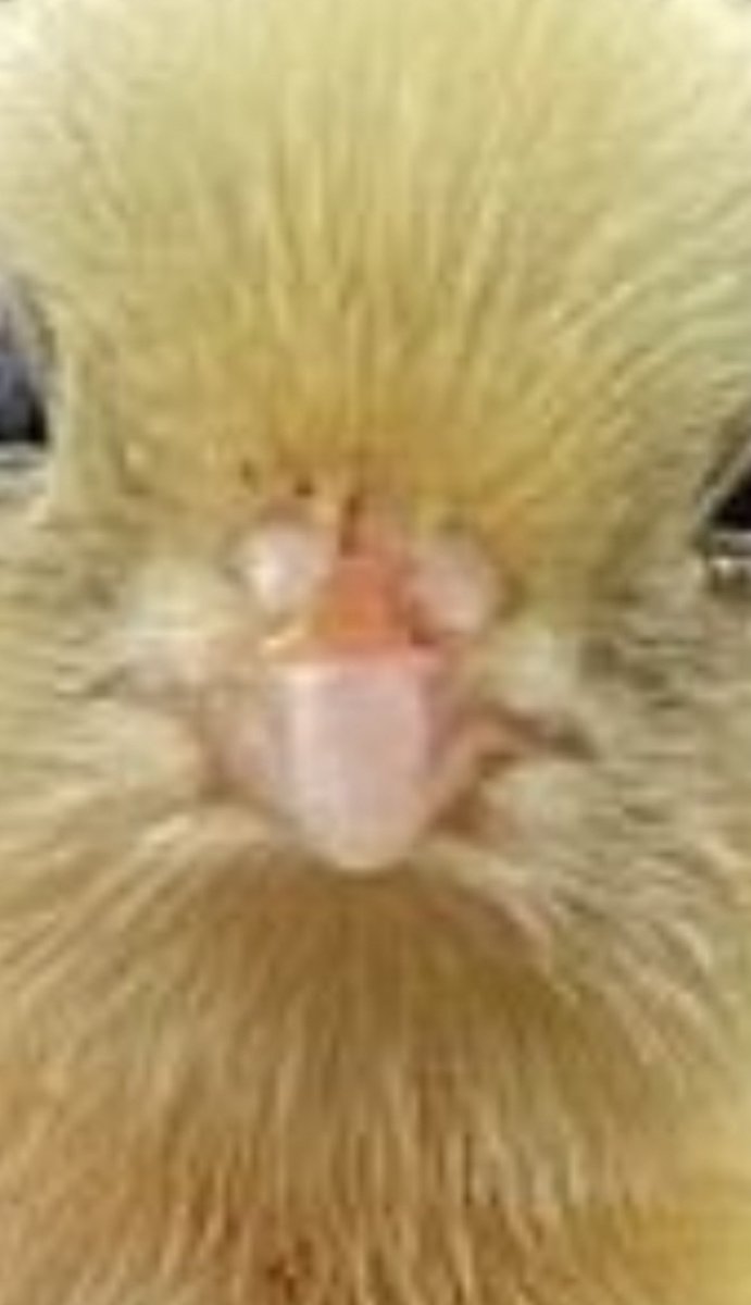 stop scrolling, what colour do you see?

$yello

HNGuJdxt7grxDm9pXHYuSajDPkaTbXBpiGZnmWPvpump