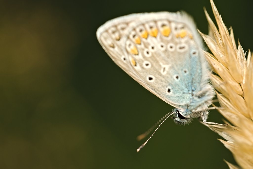 #butterfly #butterflies #macro #closeup #photography #photo #fotografia #insects #nature #przyroda #naturelovers #nature_perfection #photooftheday #motyl #motyle