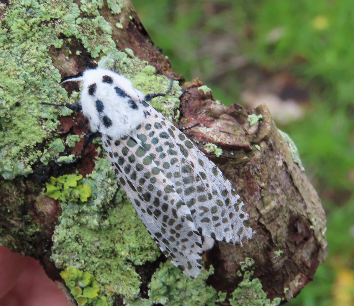 Good morning, another of yesterday's beautiful Leopard Moth