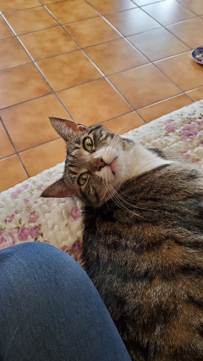 Maïko et Sakura (2020-2024)🐾🌟 tweet media