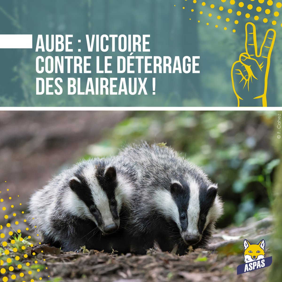 🎉 UN JOUR, UNE VICTOIRE POUR LES BLAIREAUX ! 🎉

La série des victoires pour les blaireaux continue, et on débute la semaine avec une victoire dans l'Aube ! Avec @avesfrance et <a href="/onevoiceanimal/">One Voice</a> et @geo_avocats

👉 Plus d'infos sur aspas-maitre-renard.org/des-blaireaux-…