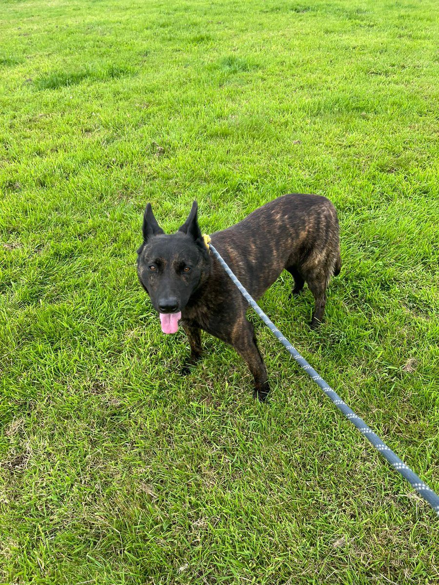 #walk nothing more de-stressing than a calming walk with the #dog 

#mgtdogrescue #dogrescue