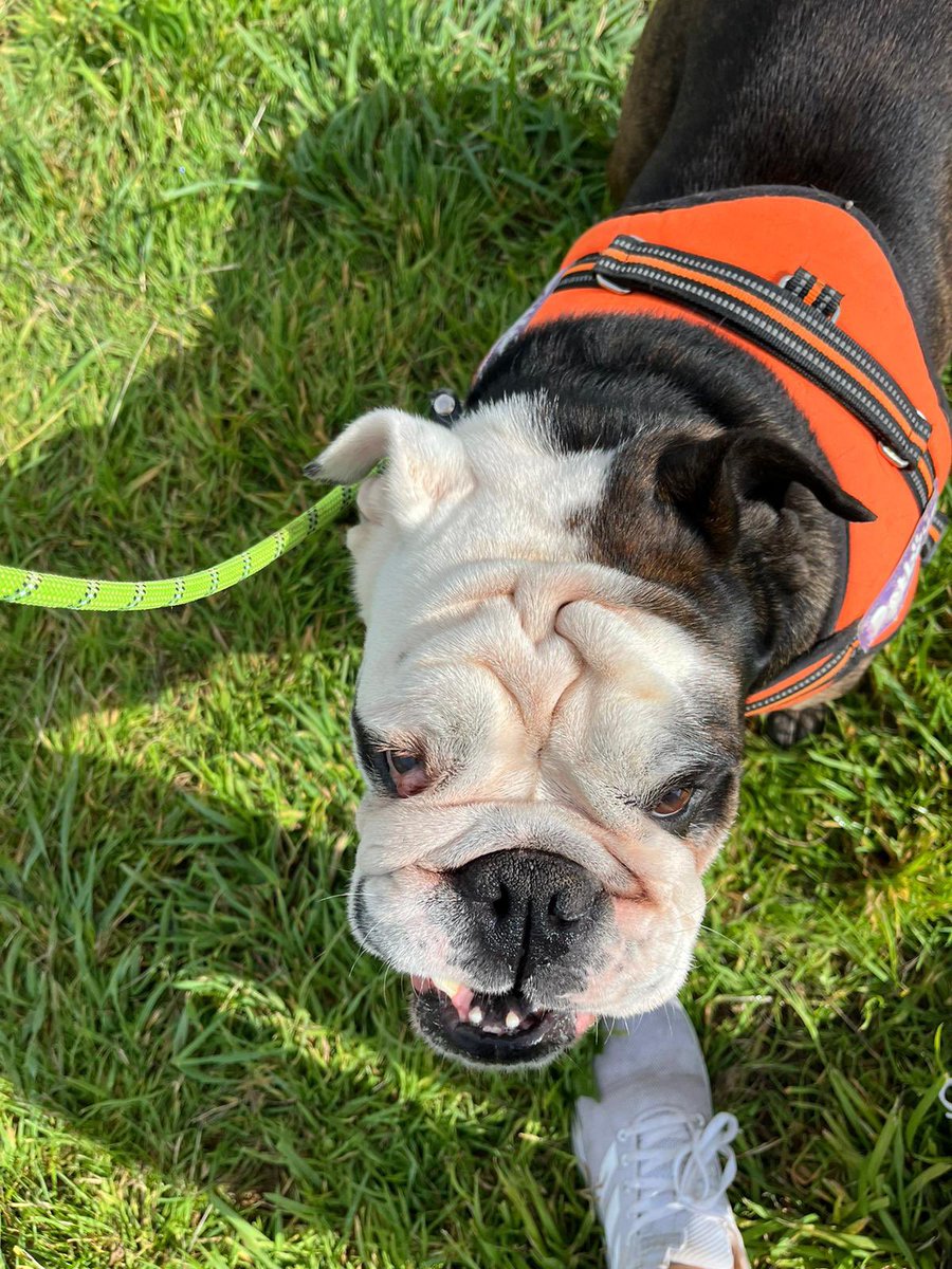 maxgeorgetrust's tweet image. #walk nothing more de-stressing than a calming walk with the #dog 

#mgtdogrescue #dogrescue