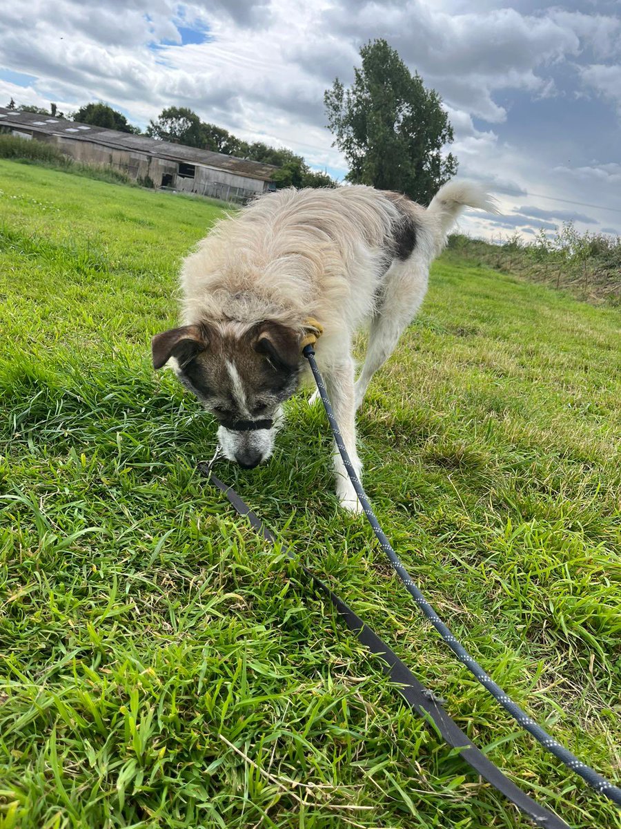 maxgeorgetrust's tweet image. #walk nothing more de-stressing than a calming walk with the #dog 

#mgtdogrescue #dogrescue