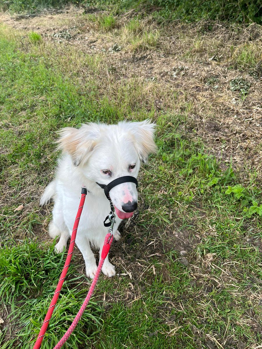 maxgeorgetrust's tweet image. #walk nothing more de-stressing than a calming walk with the #dog 

#mgtdogrescue #dogrescue