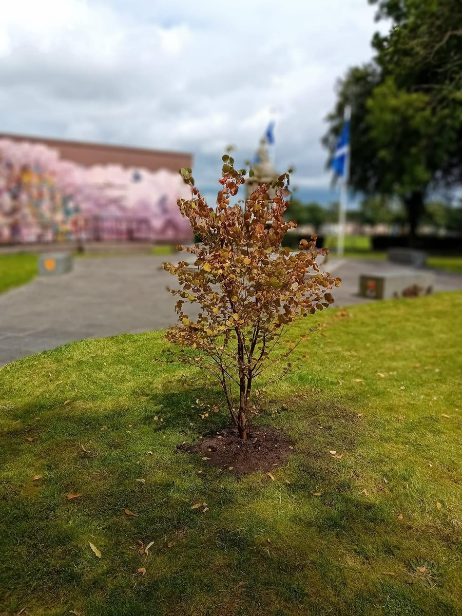 afcwull's tweet photo. Planting of the katsurra cotton candy dollar tree @Fluffy_LeMonde by the descendants of Robert Dollar one of Falkirks most famous sons https://t.co/AexhVvKs4E