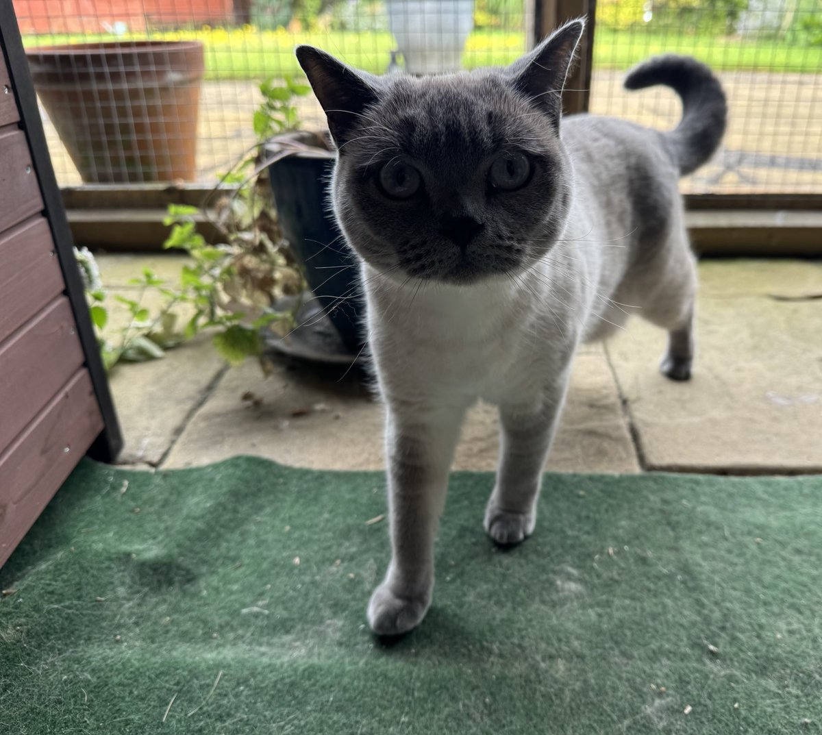 sarahmog's tweet photo. Good morning to all our pals from the catio #CstsOfTwitter https://t.co/nX2PsQ5HB8