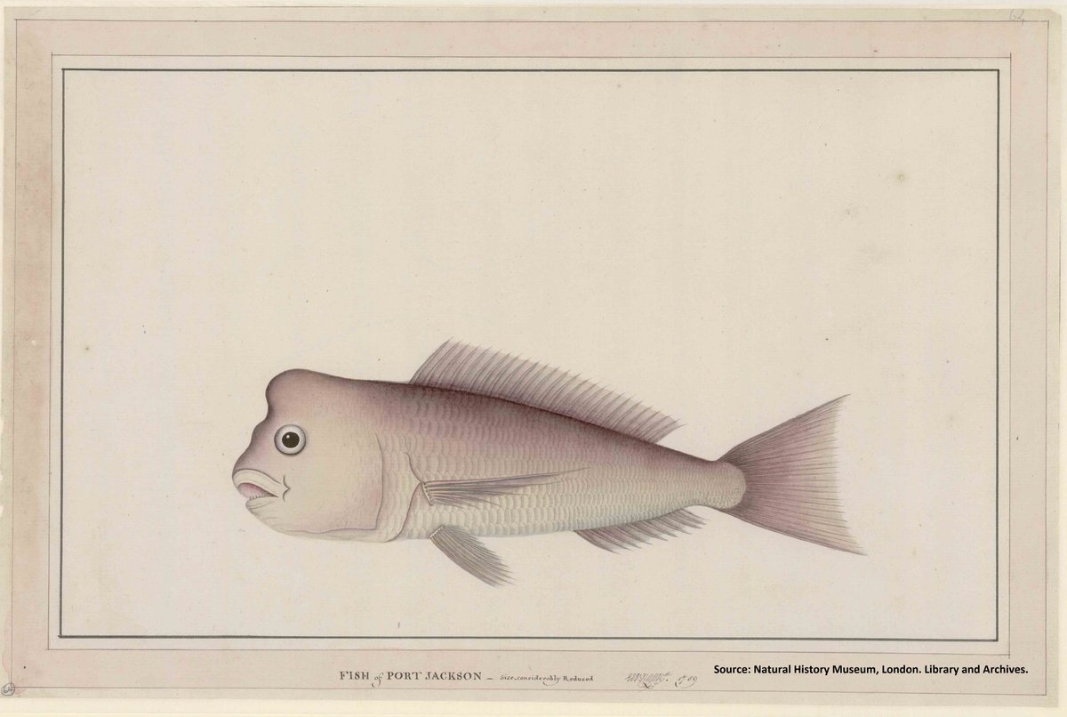 NHM_Library's tweet image. #OnWednesdaysWeWearPink

The Pagrus auratus or &quot;snapper&quot; is known for its silver-pink or copper scales. 🐟

This watercolour is by Georg Raper (1769-1797?) who illustrated the nature of the Southern Hemisphere whilst aboard ships like the HMS Sirius. 

#SpecialCollections