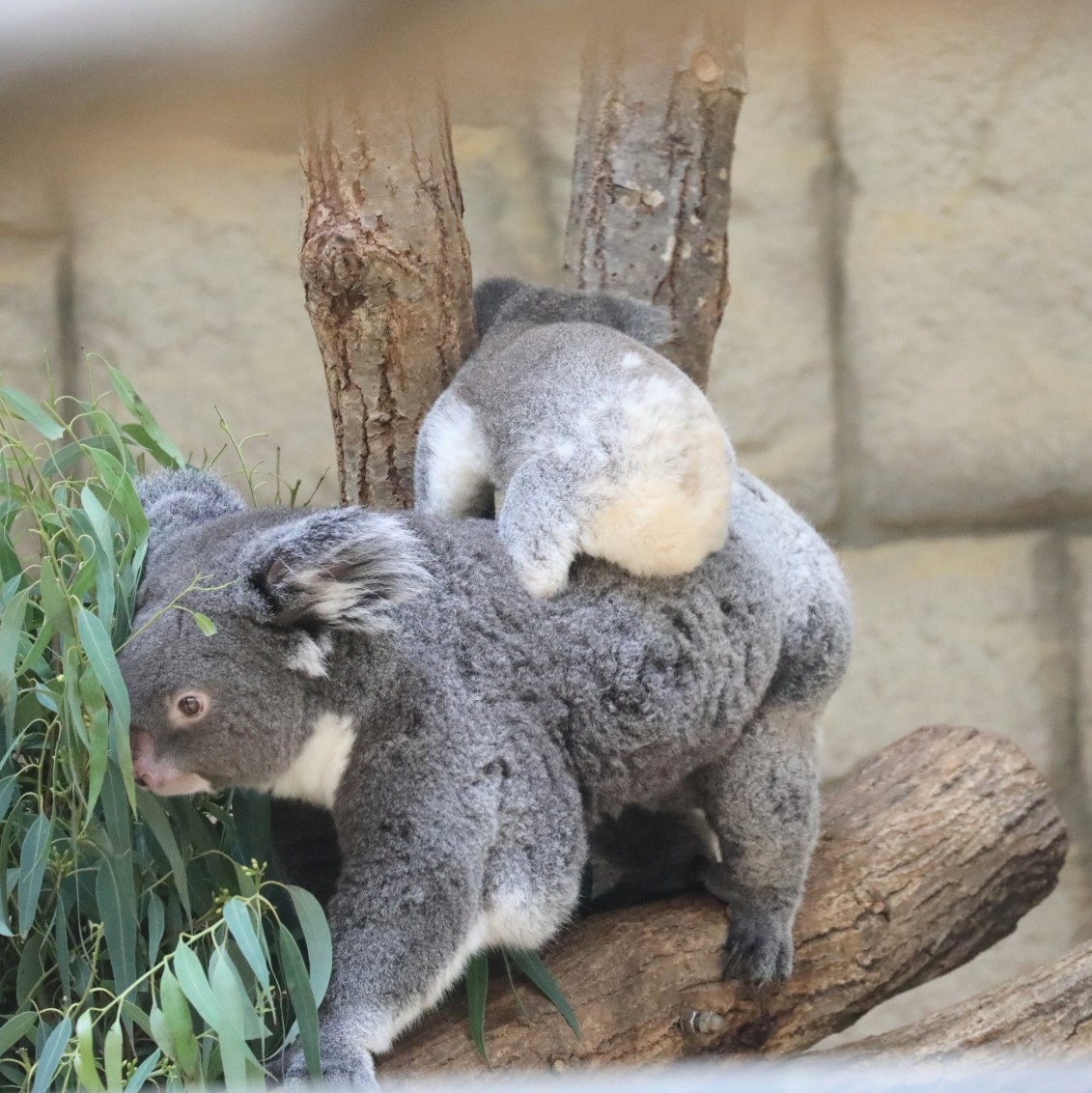 ママの背中によじ登る赤ちゃんのお尻が可愛い🐨

りんと赤ちゃん🐨🐨
#東山動植物園　#コアラ