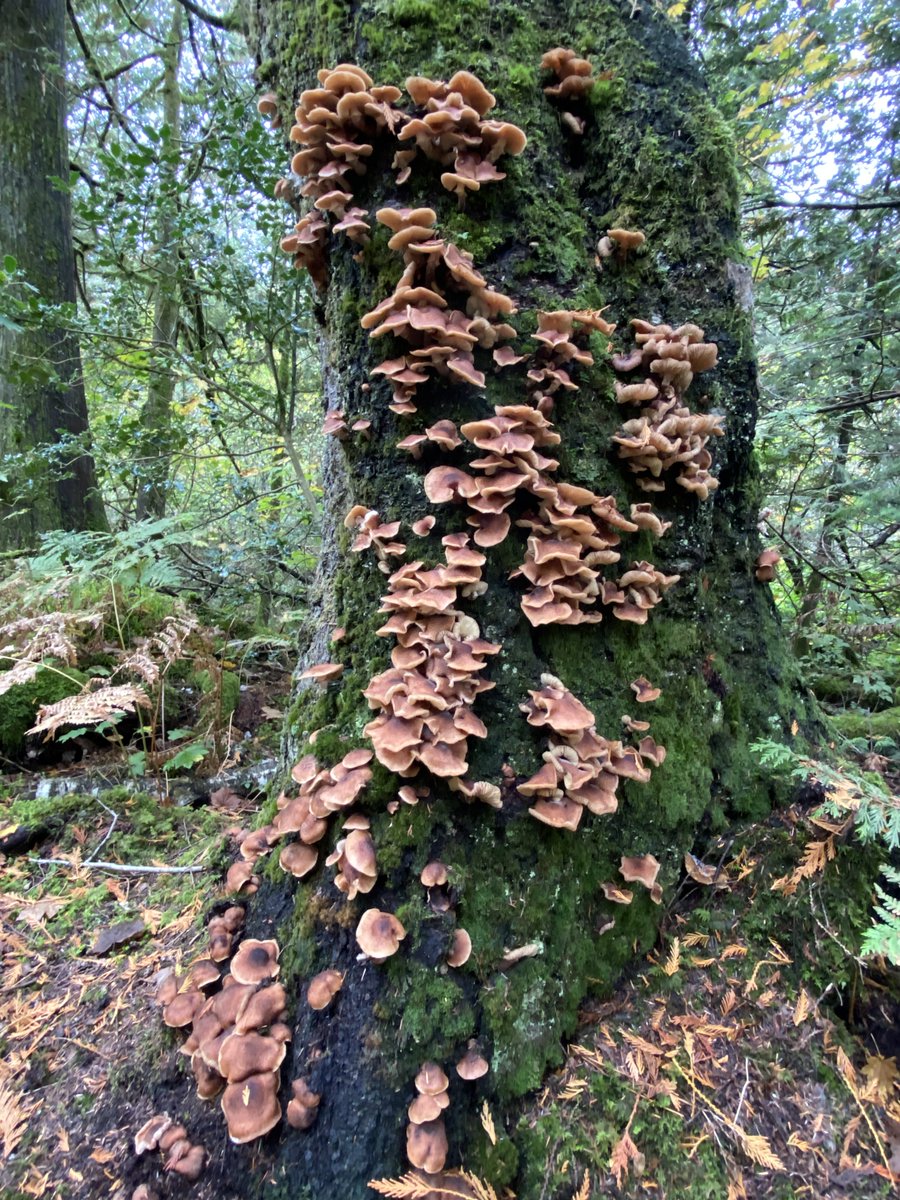 SattvaPublish's tweet image. This being human is a guest house.
Every morning a new arrival...
..Be grateful for whoever comes,
because each has been sent
as a guide from beyond.
~ Rumi

💚🌳🌲🌳💚🦉🌳🌲💚
#MondayThoughts #MushroomMonday
#TreeClub #NatureBeauty #JoyTrain 
#thicktrunktuesday @keeper_of_books