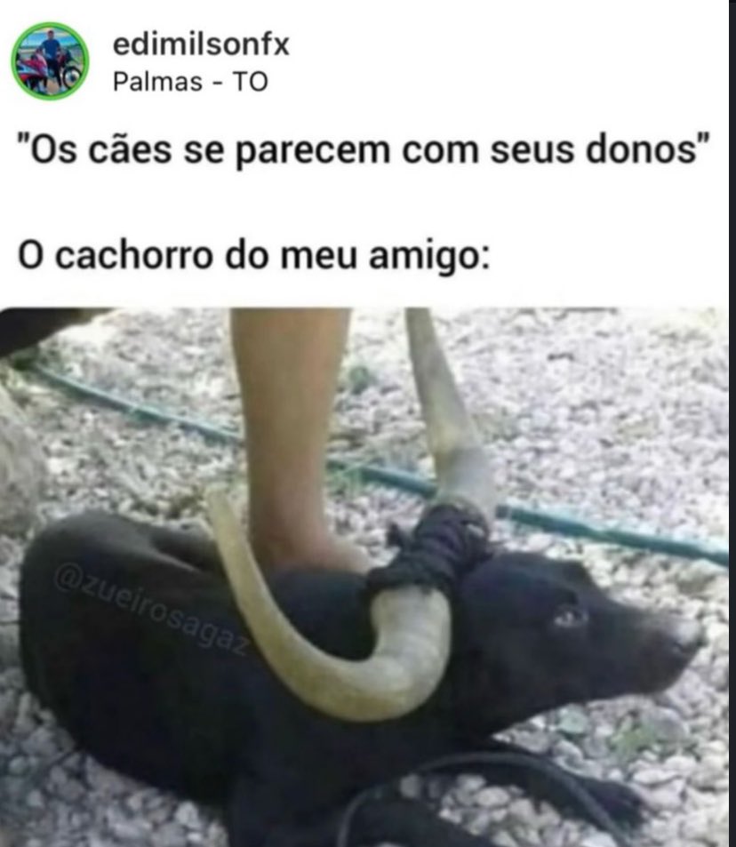 Reais Negros tweet media