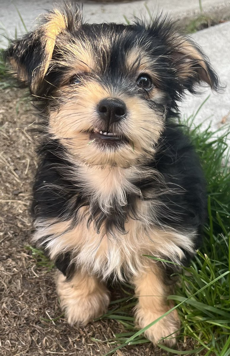 yycindustrial's tweet photo. Say Hi to our new addition Pixie #dogsofcre #crefam https://t.co/m6vPnoyC5F