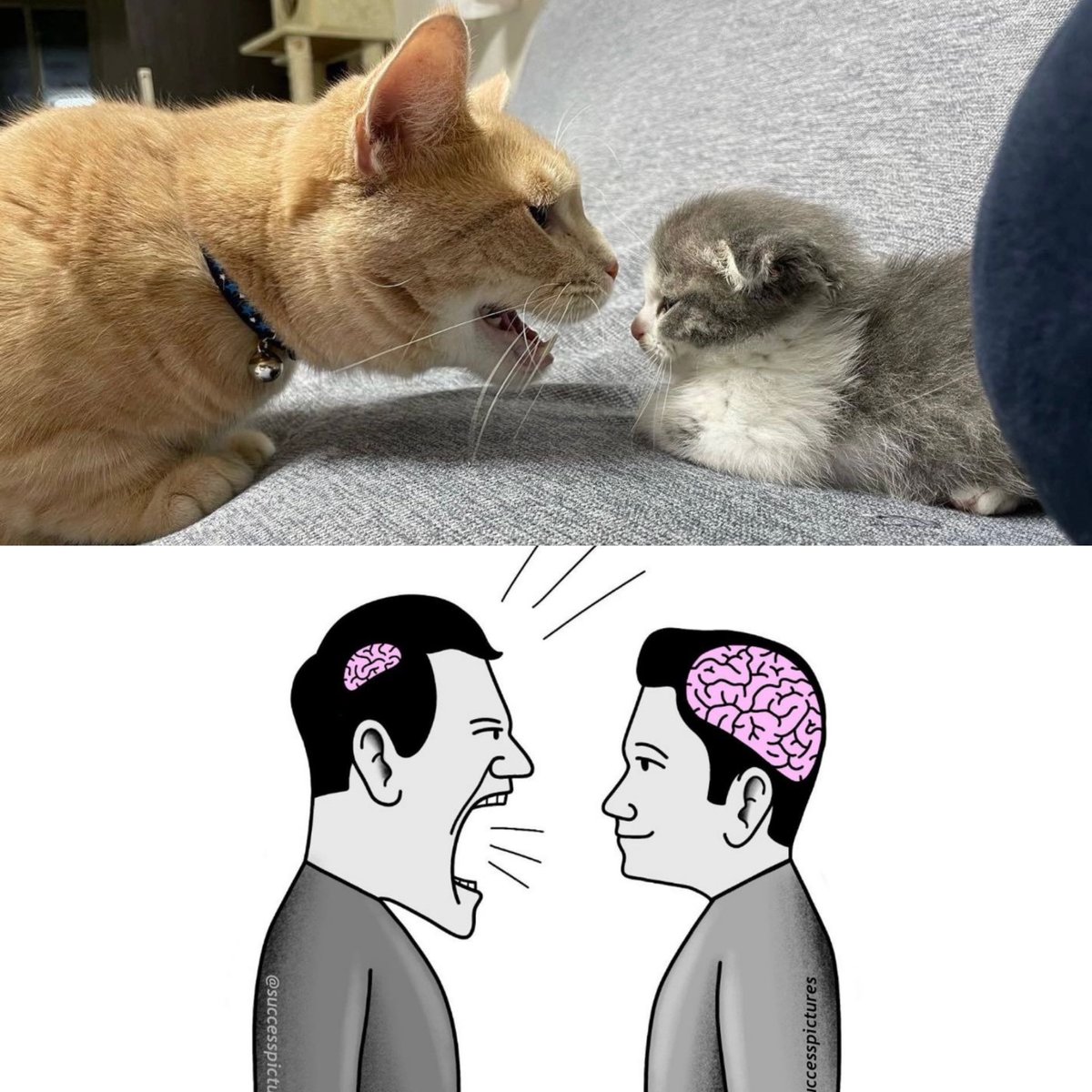 PunchingCat's tweet photo. https://t.co/7tqz2IyVvJ